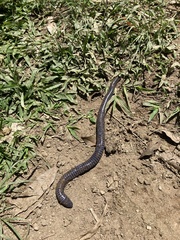 Gymnophiona