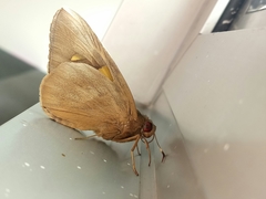 Erionota thrax