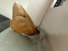 Erionota thrax