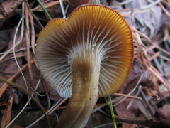 Clitocybe vibecina