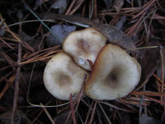 Clitocybe vibecina