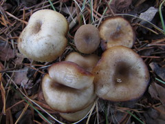 Clitocybe vibecina