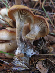 Clitocybe vibecina