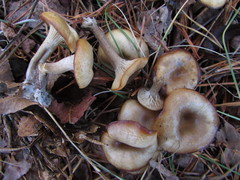 Clitocybe vibecina