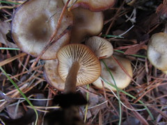 Clitocybe vibecina