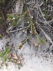Wahlenbergia tenella