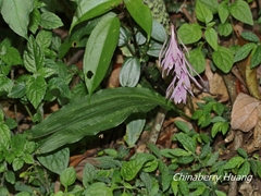 Cremastra appendiculata