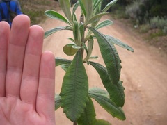Linochilus floribundus