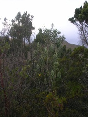 Linochilus floribundus