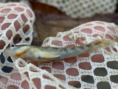 Etheostoma burri