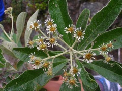 Linochilus camargoanus