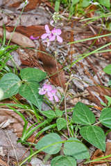 Phaseolus leptostachyus