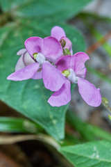 Phaseolus leptostachyus