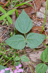 Phaseolus leptostachyus