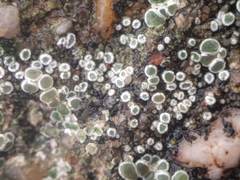 Myriolecis semipallida