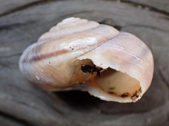 Helminthoglypta umbilicata