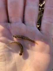 Etheostoma proeliare