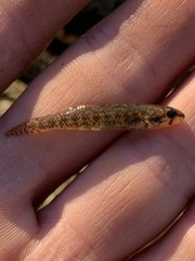 Etheostoma proeliare