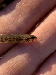 Etheostoma proeliare