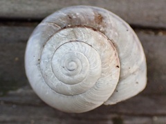 Helminthoglypta fieldi