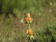 Gentiana lutea aurantiaca
