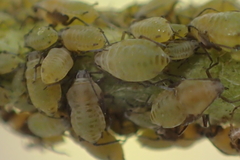 Lipaphis pseudobrassicae