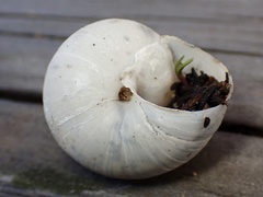 Helminthoglypta fieldi