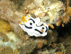 Chromodoris alcalai