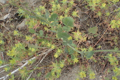 Lipaphis pseudobrassicae