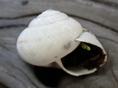 Helminthoglypta fieldi