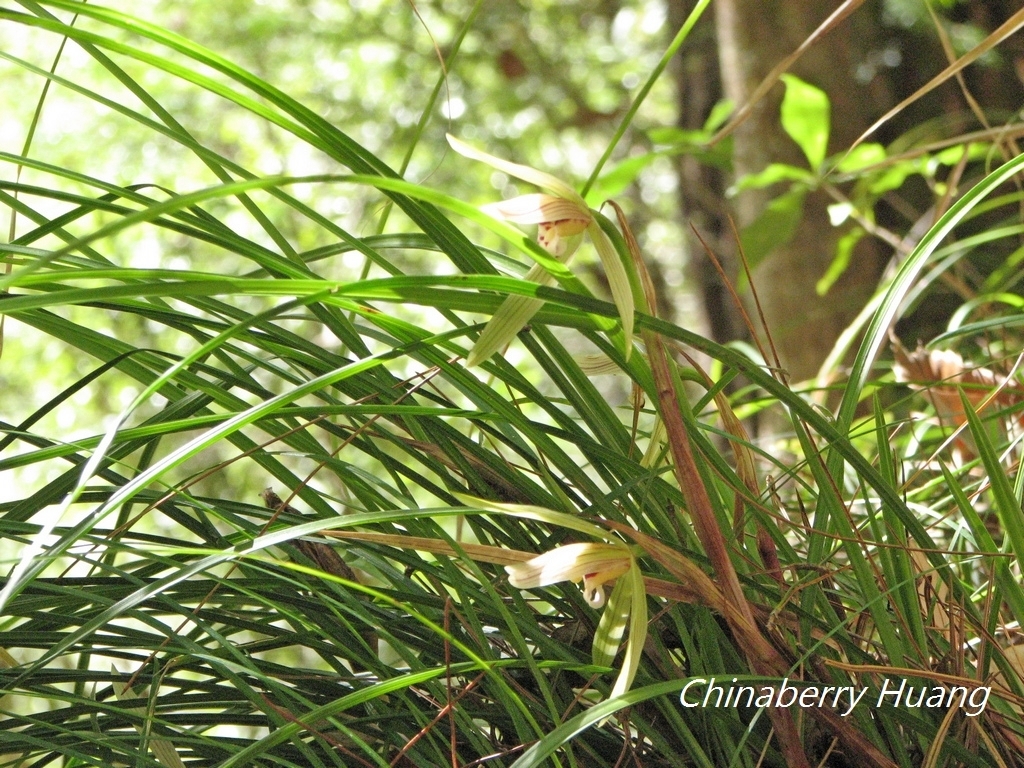 Cymbidium formosanum Hayata