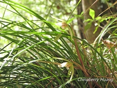 Cymbidium formosanum