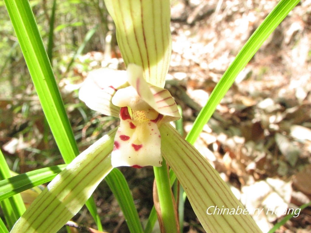 Cymbidium formosanum Hayata 2