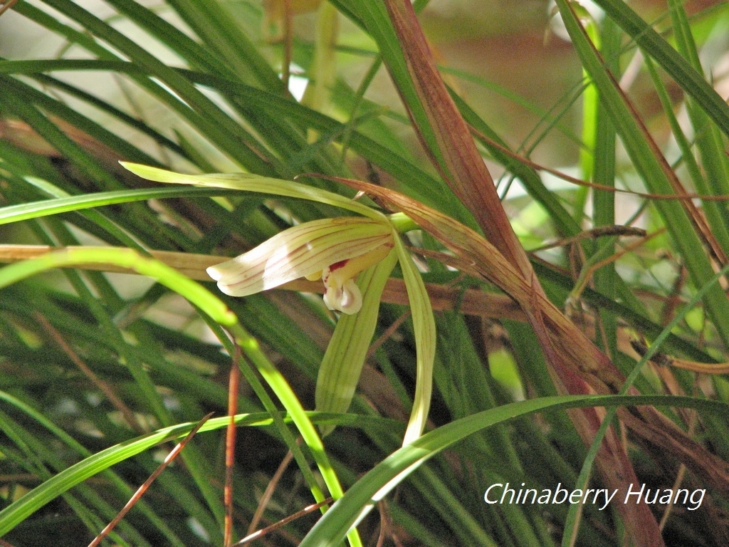 Cymbidium formosanum Hayata 3