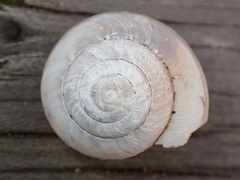 Helminthoglypta fieldi