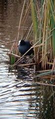 Fulica atra