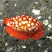 Sieve Cowry - Photo (c) Sylvain Le Bris, some rights reserved (CC BY-NC), uploaded by Sylvain Le Bris