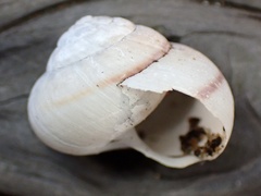 Helminthoglypta fieldi