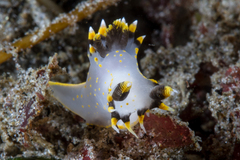 Polycera tricolor