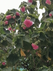 Dombeya wallichii
