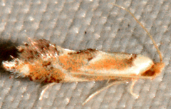 Philonome clemensella