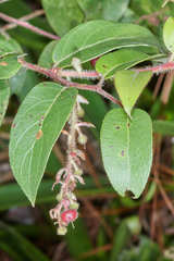 Gaultheria erecta