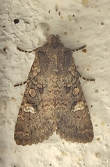 Dryobota labecula