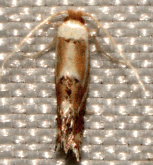 Philonome clemensella