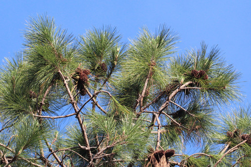 slash pine