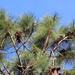 Pinus elliottii - Photo (c) Mary Keim, μερικά δικαιώματα διατηρούνται (CC BY-NC-SA)