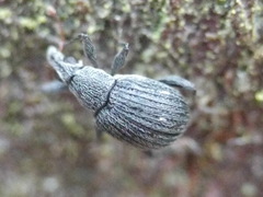 Oxystoma