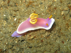 Hypselodoris apolegma