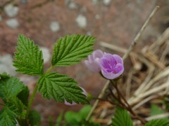 Claytonia rosea