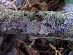 Corticium roseocarneum